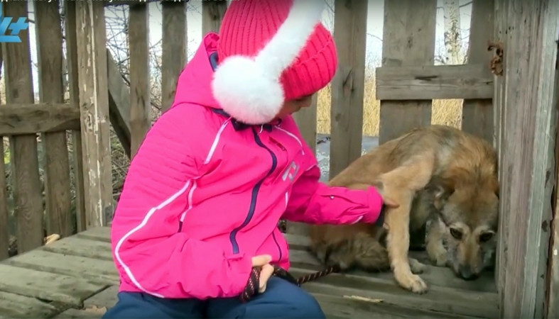 Опекуны для собак