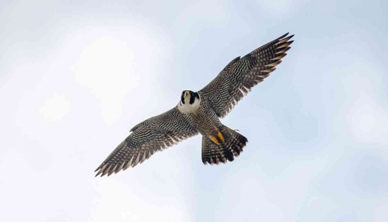 сапсан уралсиба