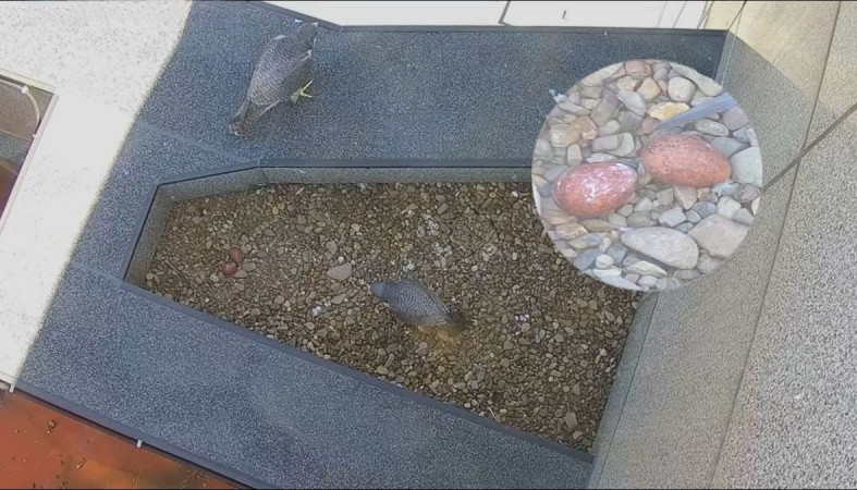 гнездо сапсанов