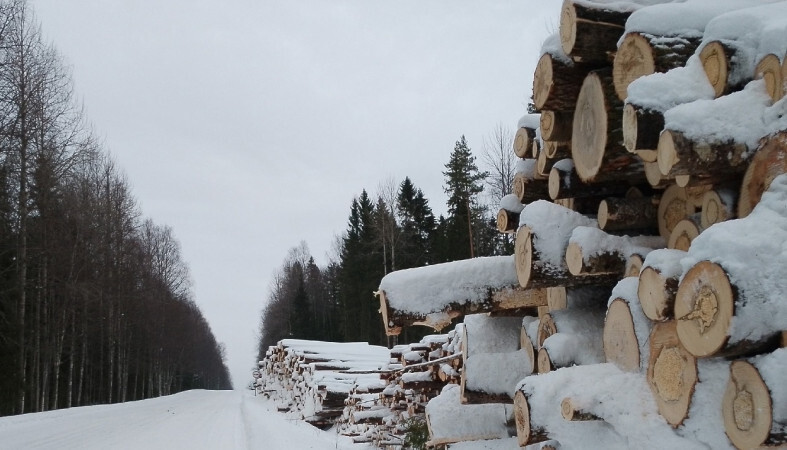 бревна_дорога_зима