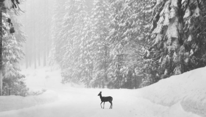 снегопад_снег_зима