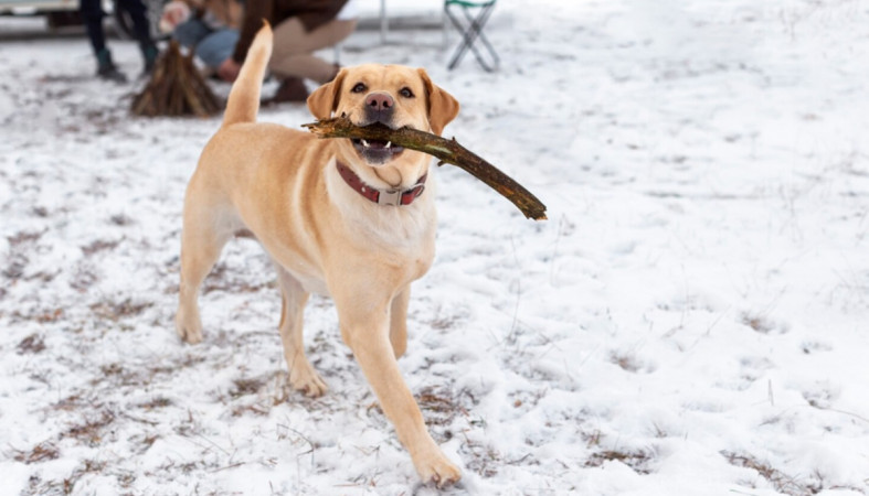 собака гуляет