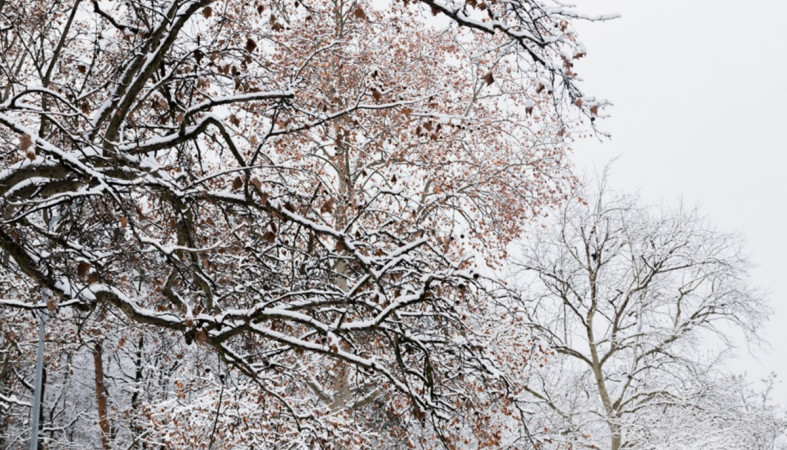 дерево снег