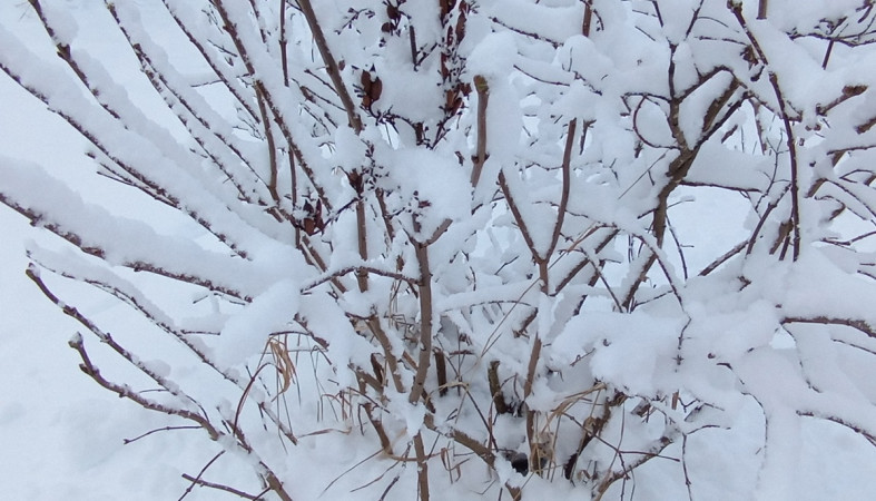 снег и дерево снег и дерево