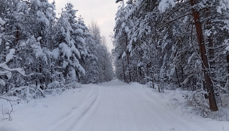 снежные сосны