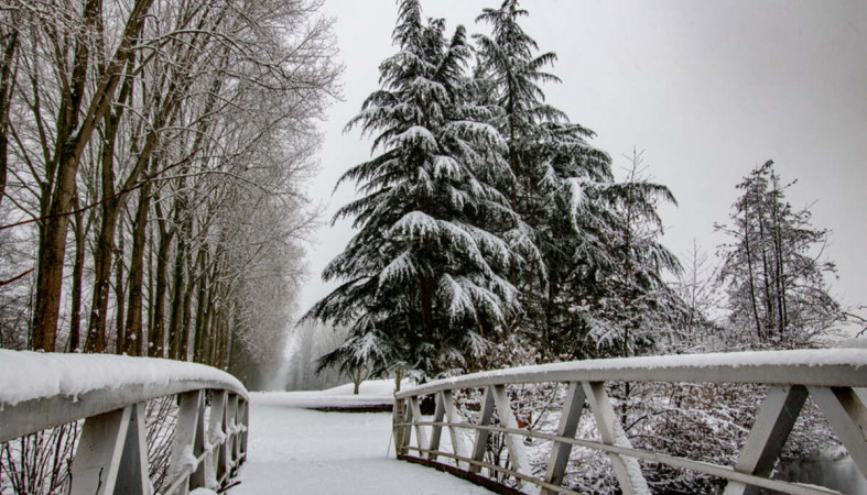 снег_мост_дерево_погода_зима