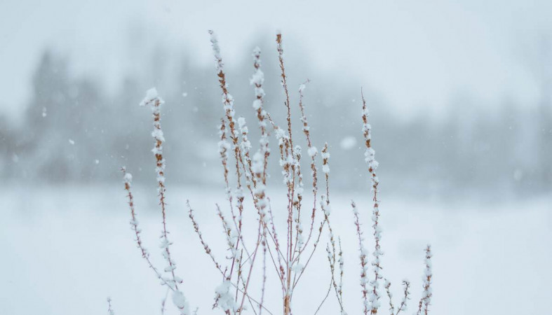 снегопад_снег_зима