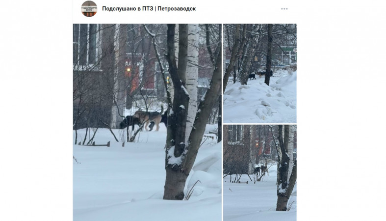 свадьба собак