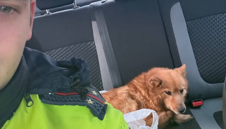 Спасение собаки