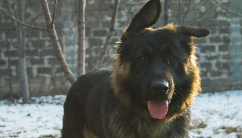 Овчарка на улице