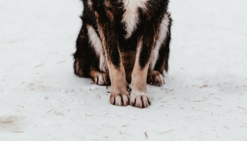 Лапы собаки