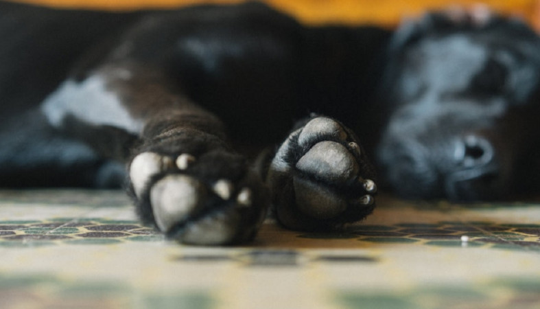 Собака на полу Собака на полу