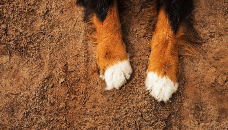 Лапы собаки