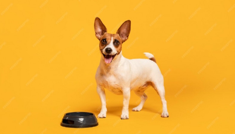 собака у миски