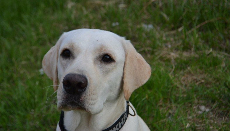 служебная собака служебная собака