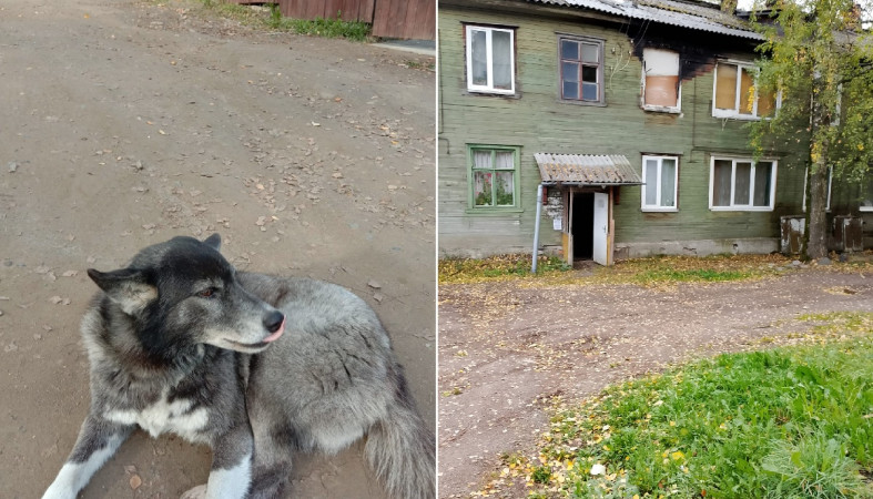 одинокая собака