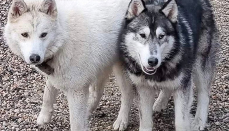 Собаки объявились в Финляндии, хозяев ищут в России