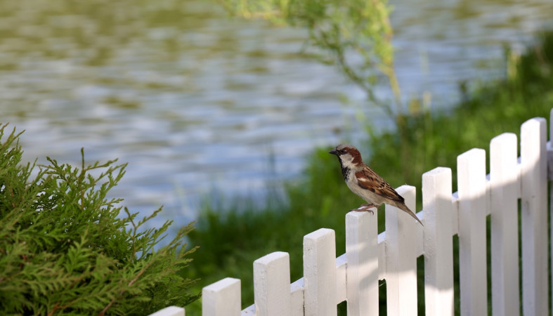 забор_птица_река_лето