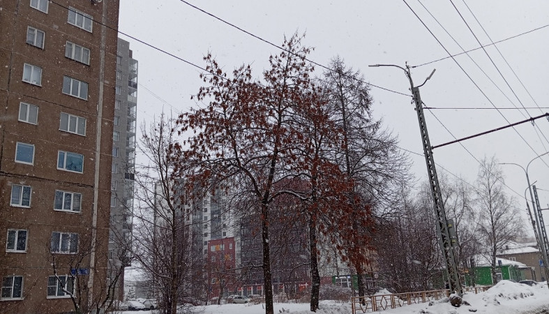 дерево на Зайцева