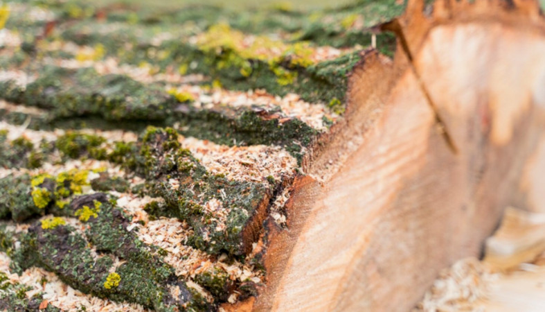 спиленное дерево