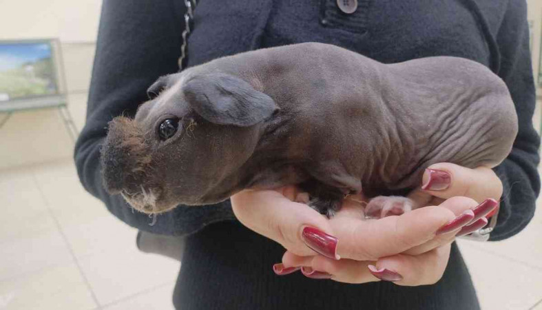 карликовый бегемот