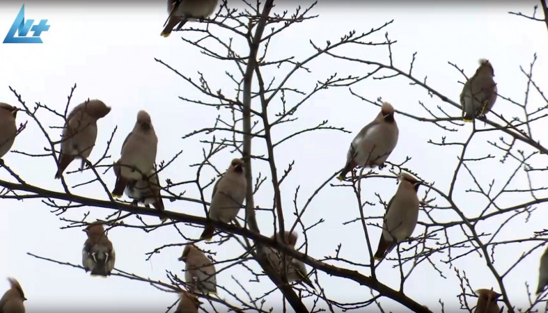 Свиристели прилетели в Петрозаводск