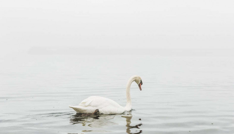 лебедь_природа_озеро