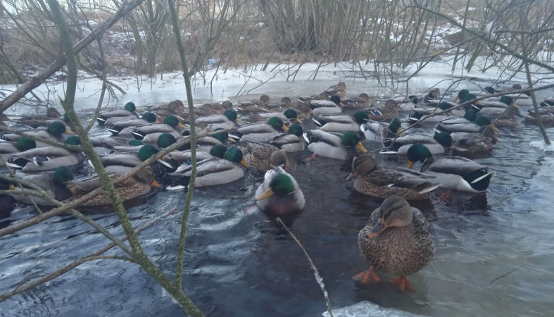 на водоемах образуется лед