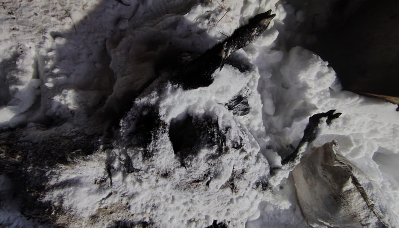 Торчат кости захоронение