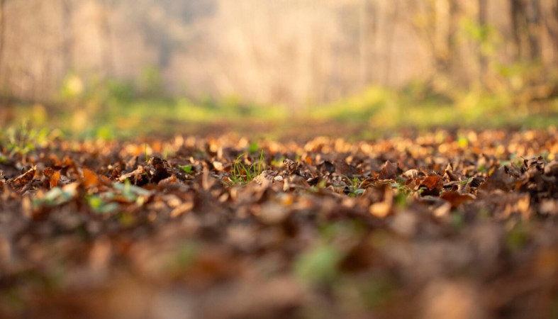 листья и трава