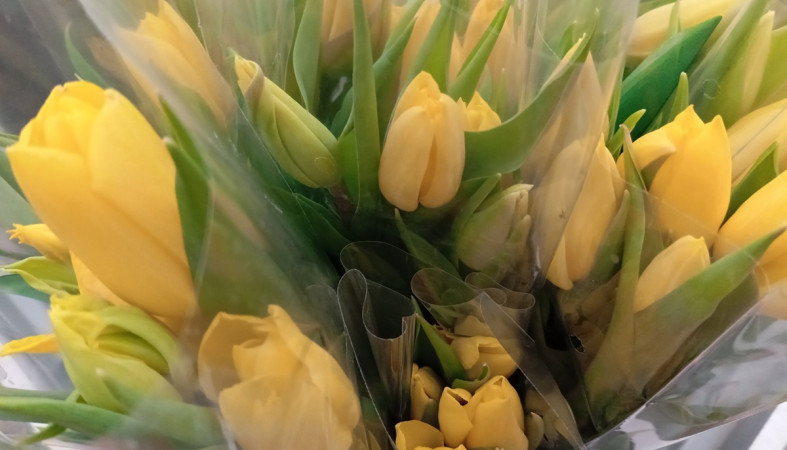 букет тюльпанов букет тюльпанов