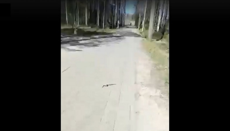 Змею встретили в сквере в Петрозаводске