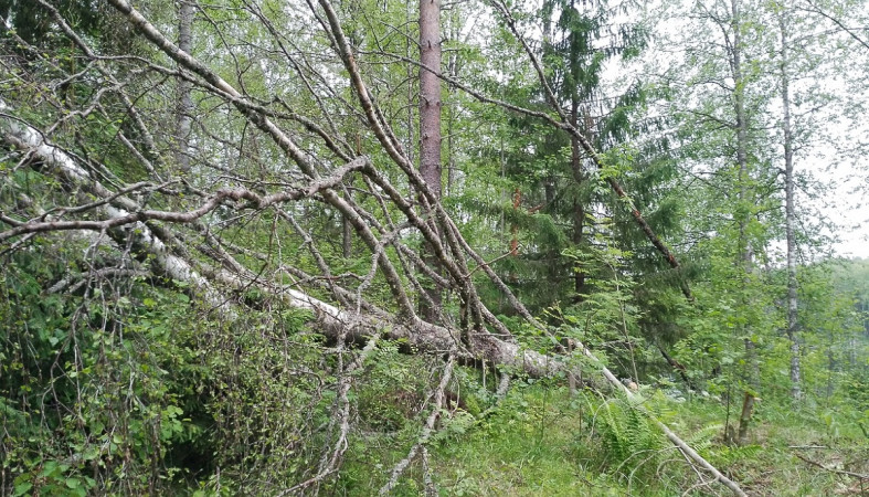 Поваленное ветром дерево Поваленное ветром дерево