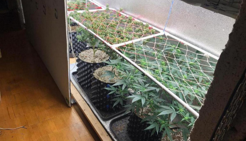 Задержан выращивал дома марихуану дизайн конопля