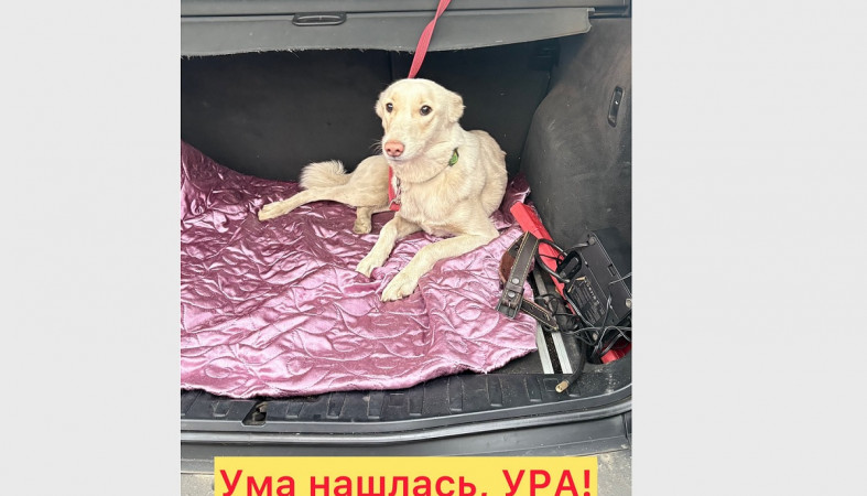 собака в машине