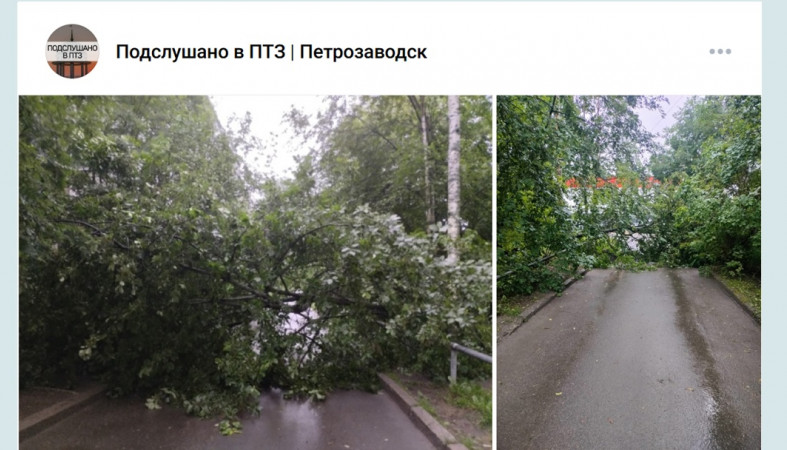 упавшее дерево