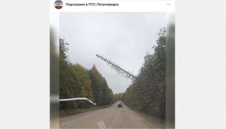 упавшее дерево