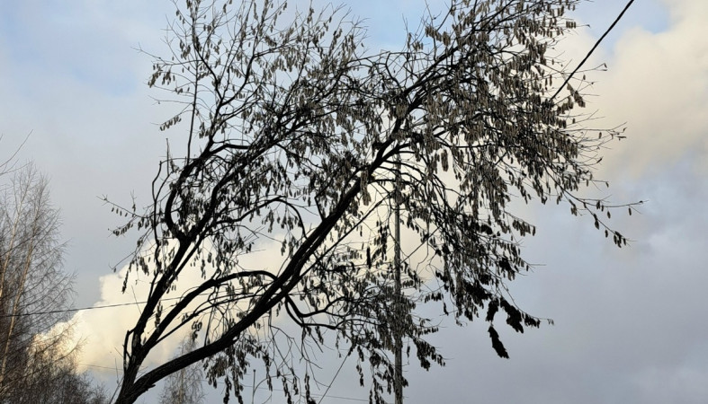 дерево_небо_погода