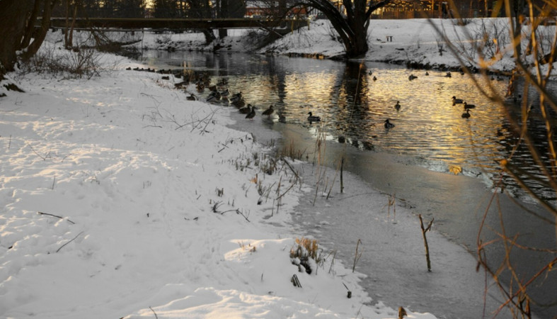 утки в реке утки в реке