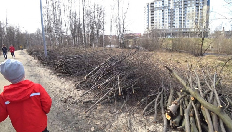В парке Петрозаводска вырубили сотни деревьев