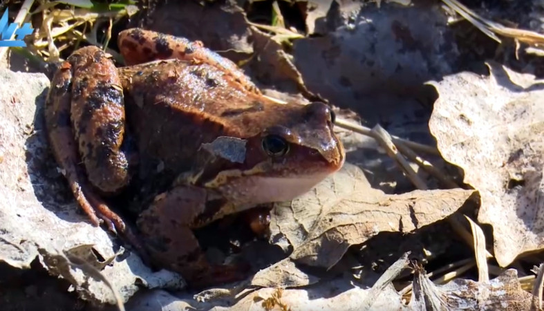 Лягушка на реке