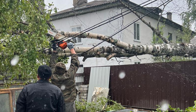 упавшее дерево в Сосновце
