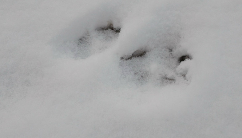 волчий след на окраине села