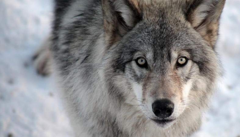 Охотники добыли в Карелии более 220 волков
