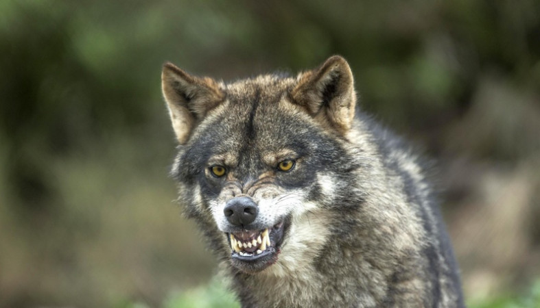 Минприроды Карелии сообщает о премиях за добычу волков