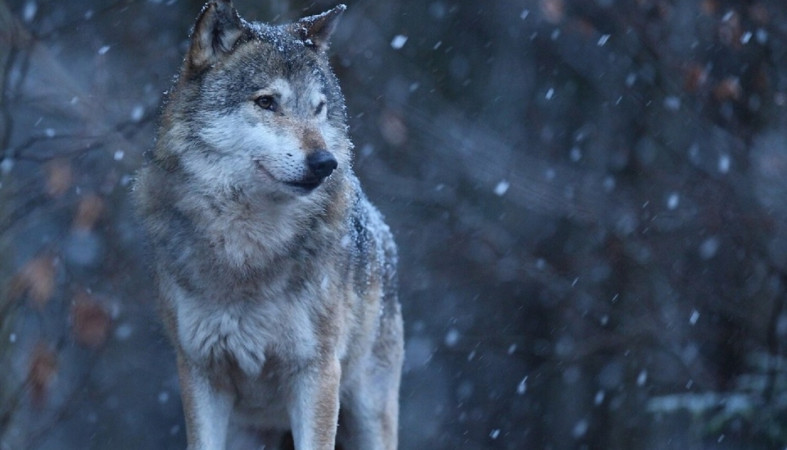 Волк в лесу