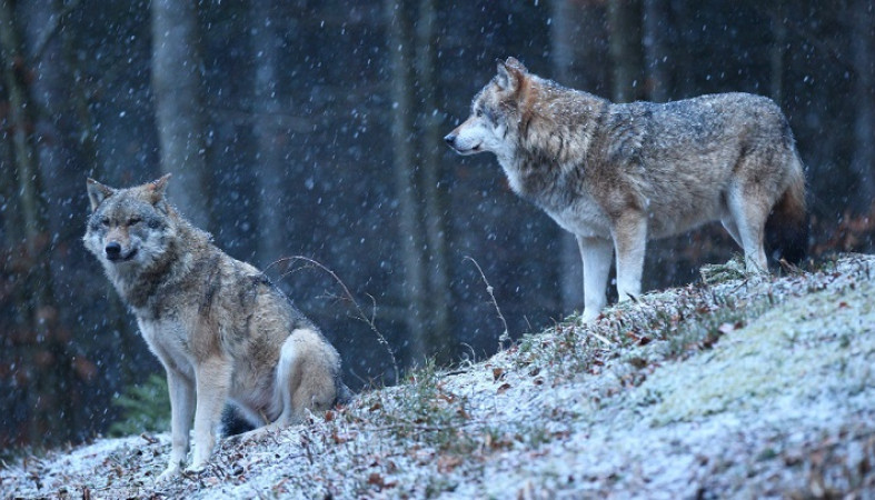 Хищники в Карелии съели собаку в день волчьих свадеб