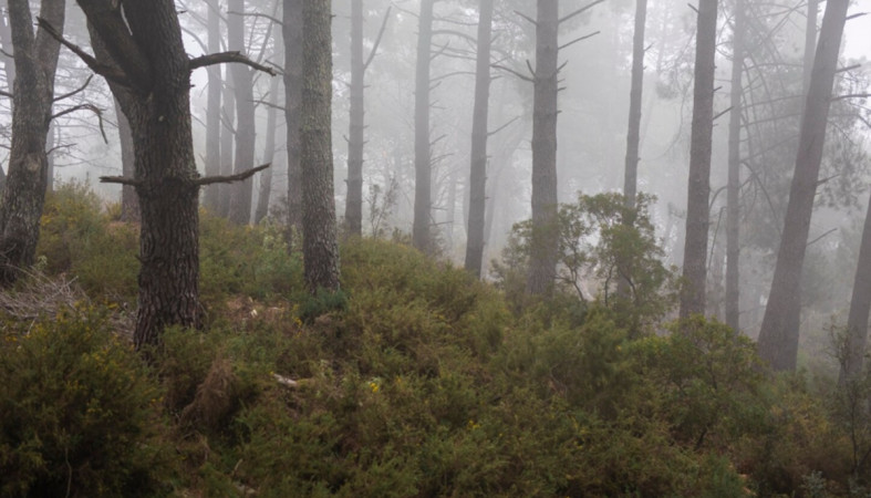 туман в лесу туман в лесу