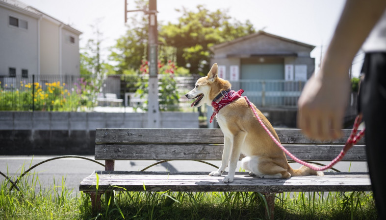 Выгул собак