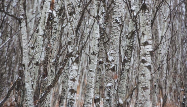 зима_березы_снег